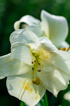 Vertical full lenght white flower with green blurry background image