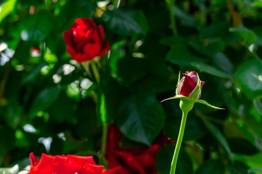 Horizontal full lenght blurry shot of red rose flowers with soft  blurry green background image