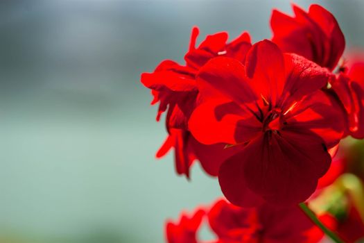Horizontal full lenght blurry shot of red flowers with soft  blurry green background image with some space for text