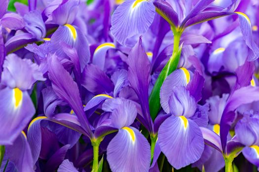 horizontal full lenght closeup shot of purple flowers  background image