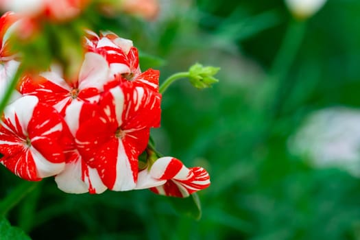 horizontal full lenght closeup shot of red flowers  background image with soft blurry background and some space for text