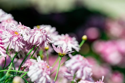 horizontal full lenght closeup shot of pinkish purple  flowers  background image with some space for text