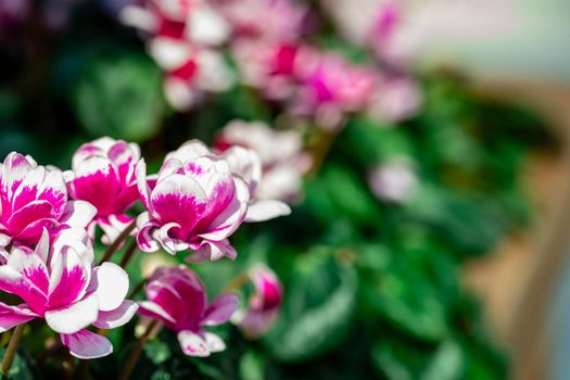 horizontal full lenght closeup shot of pinkish purple  flowers  background image with some space for text