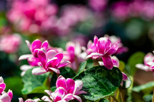 horizontal full lenght closeup shot of pinkish purple  flowers  background image with some space for text