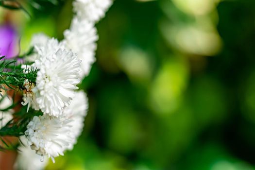 horizontal full lenght closeup blurry shot of white flowers  background image with some space for text