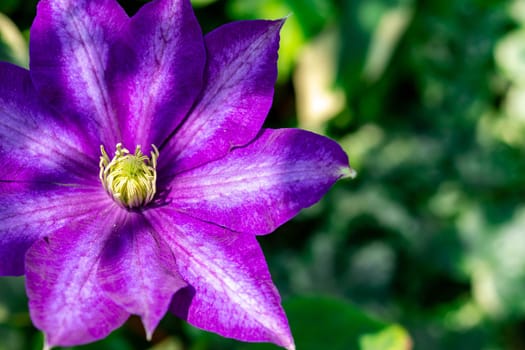 horizontal full lenght closeup blurry shot of purple flowers  background with soft blurry background and some space for text