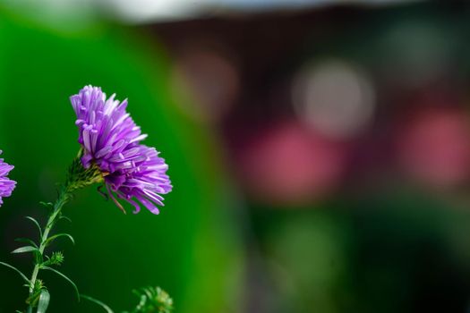 horizontal full lenght closeup blurry shot of purple flowers  background with soft blurry background and some space for text