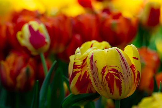 Red a yellow tulips with blurry redish background in a flower park in Singapore