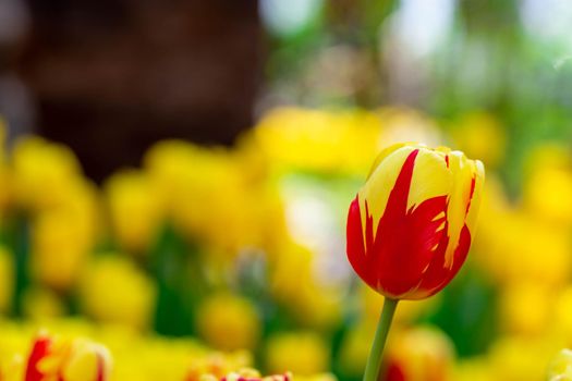 Red and yellow tulips with blurry yellow background in a flower  garden in Singapore