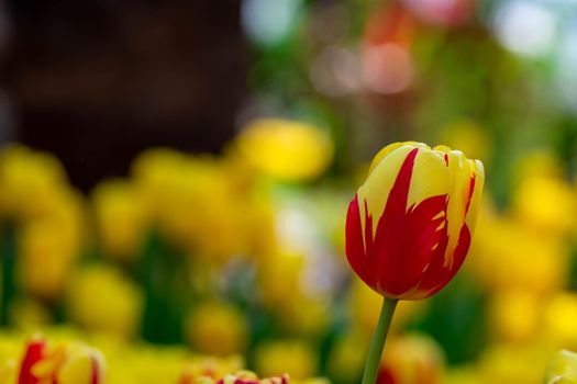 Red and yellow tulips with blurry yellow background in a flower  garden in Singapore