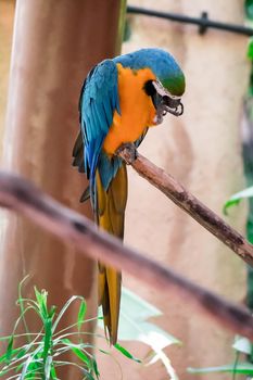 The Blue macaw called Blue throated macaw on perch