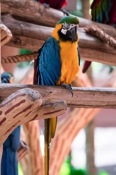 The Blue macaw called Blue throated macaw on perch