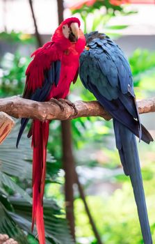 The Scarlet Macaw - Ara macao, large beautiful colorful parrot from Central America forests, Costa Rica