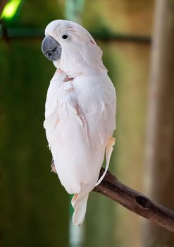 The Major Mitchell Cockatoo also known as Leadbeater's Cockatoo or Pink Cockatoo