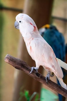 The Major Mitchell Cockatoo also known as Leadbeater's Cockatoo or Pink Cockatoo