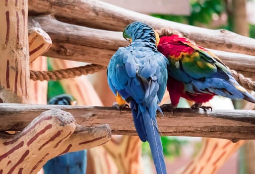 The Blue macaw called Blue throated macaw on perch