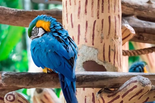 The Blue macaw called Blue throated macaw on perch