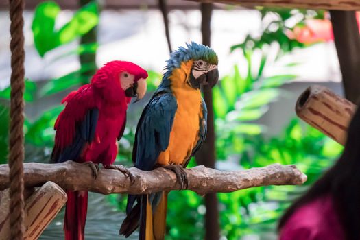 The Scarlet Macaw and Blue macaw called Blue throated macaw on perch