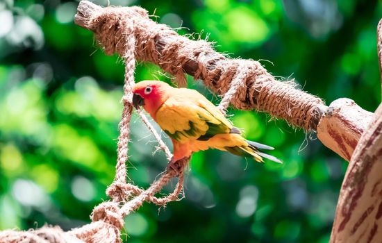 A Beautiful parrot, Sun Conure on tree branch