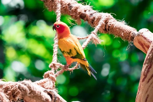 A Beautiful parrot, Sun Conure on tree branch