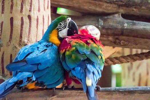 The Blue macaw called Blue throated macaw on perch