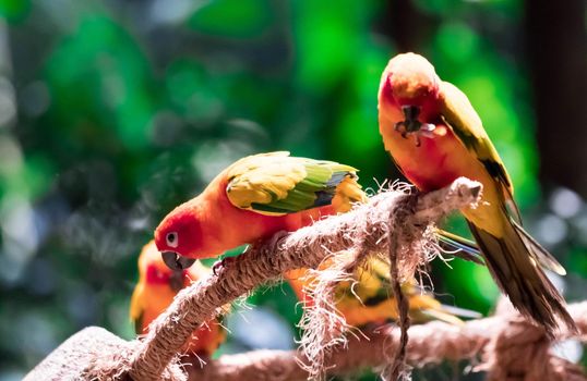 Beautiful parrots, Sun Conure on tree branch with a hand holding