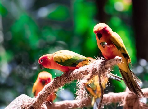 Beautiful parrots, Sun Conure on tree branch