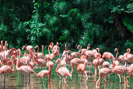 A Flock of Pink Caribbean flamingos in water