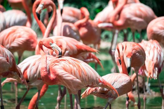 Flock of greater flamingos or Caribbean Flamingo (Phoenicopterus roseus)