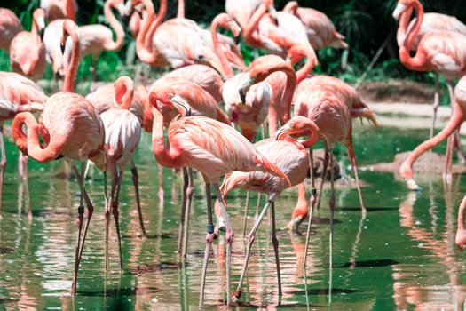 Flock of greater flamingos or Caribbean Flamingo (Phoenicopterus roseus)