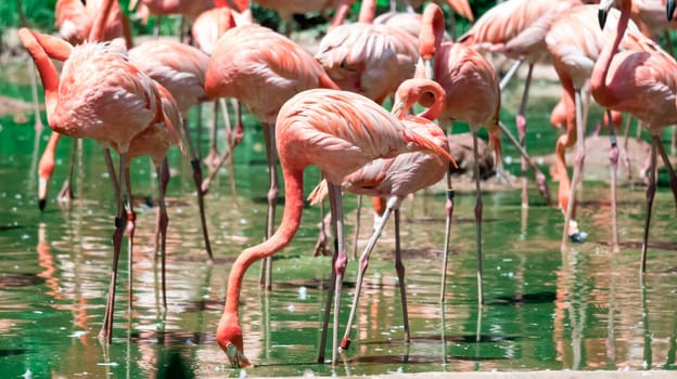 Flock of greater flamingos or Caribbean Flamingo (Phoenicopterus roseus)