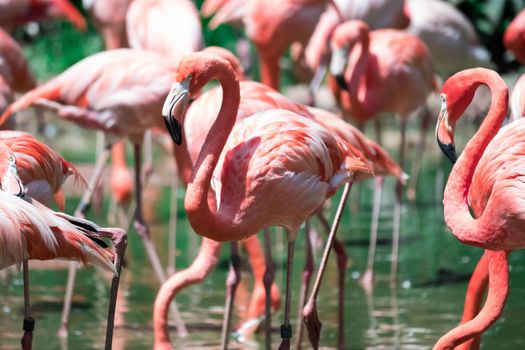 Greater Flamingos,phoenicopterus roseus, standing in the river water