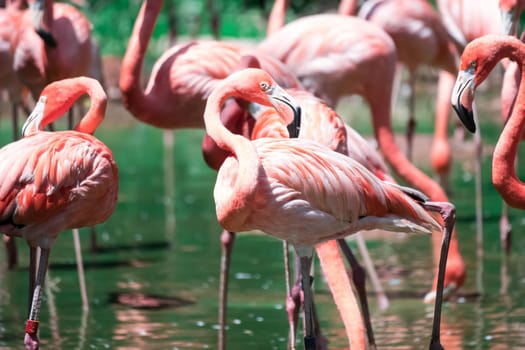 Flock of greater flamingos or Caribbean Flamingo (Phoenicopterus roseus)