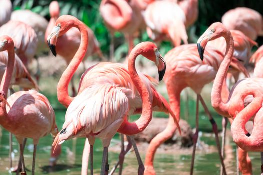 Greater Flamingos,phoenicopterus roseus, standing in the river water