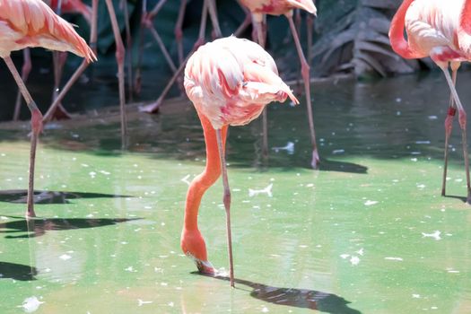 Pink Caribbean flamingo ( Phoenicopterus ruber ruber ) goes on water. Pink flamingo goes on a swamp.