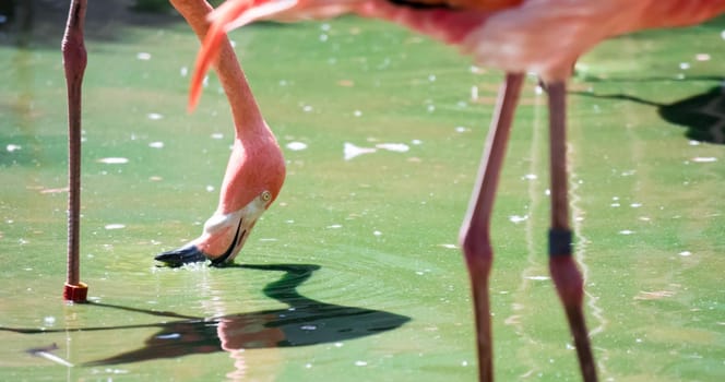 Pink Caribbean flamingo ( Phoenicopterus ruber ruber ) goes on water. Pink flamingo goes on a swamp.