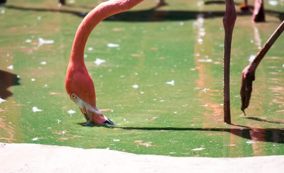 Pink Caribbean flamingo ( Phoenicopterus ruber ruber ) goes on water. Pink flamingo goes on a swamp.