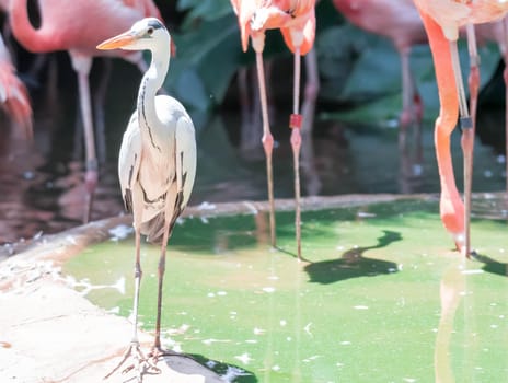 An American Flamingos or Caribbean flamingos ( Phoenicopterus ruber ruber). Colony of Flamingos