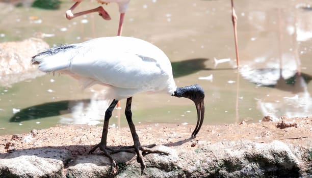 Australian white ibis (Threskiornis molucca) is a wading bird of the ibis family, Threskiornithidae. It is widespread across much of Australia. (T. molucca) Threskiornis