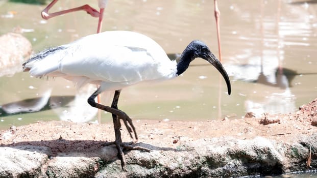 Australian white ibis (Threskiornis molucca) is a wading bird of the ibis family, Threskiornithidae. It is widespread across much of Australia. (T. molucca) Threskiornis