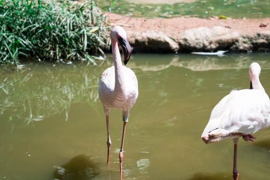 Flock of Greater flamingo,(Phoenicopterus roseus) in a lake