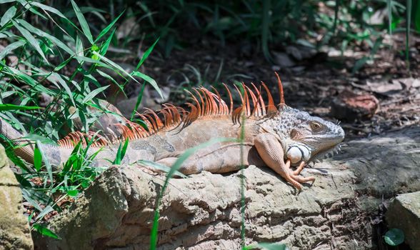 A Lizard Iguana, in a zoo where lizards live. Iguana is a genus of herbivorous lizards that are native to tropical areas of Mexico