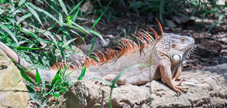 A Lizard Iguana, in a zoo where lizards live. Iguana is a genus of herbivorous lizards that are native to tropical areas of Mexico