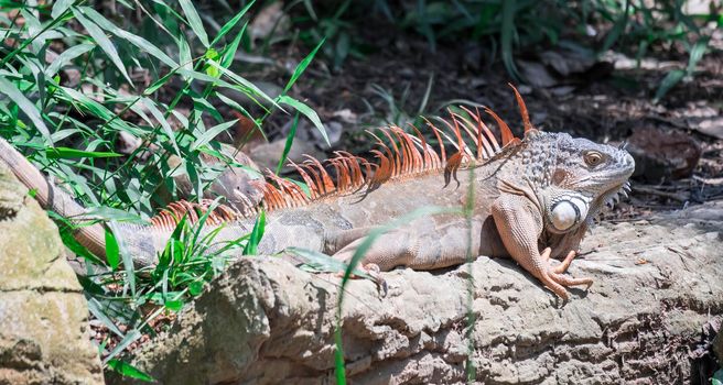 A Lizard Iguana, in a zoo where lizards live. Iguana is a genus of herbivorous lizards that are native to tropical areas of Mexico