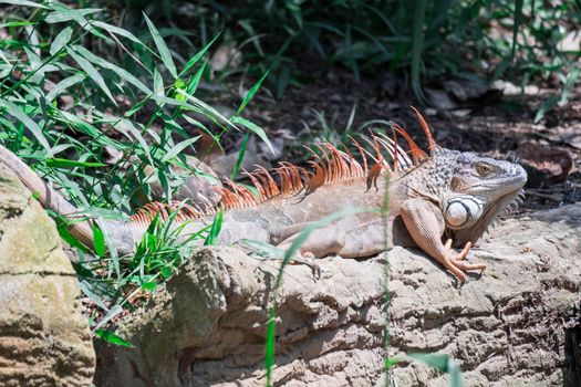 A Lizard Iguana, in a zoo where lizards live. Iguana is a genus of herbivorous lizards that are native to tropical areas of Mexico