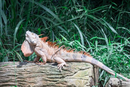 A Lizard Iguana, in a zoo where lizards live. Iguana is a genus of herbivorous lizards that are native to tropical areas of Mexico
