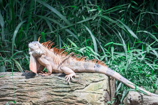 A Lizard Iguana, in a zoo where lizards live. Iguana is a genus of herbivorous lizards that are native to tropical areas of Mexico