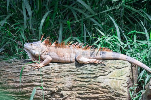 A Lizard Iguana, in a zoo where lizards live. Iguana is a genus of herbivorous lizards that are native to tropical areas of Mexico