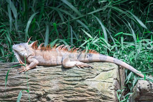 A Lizard Iguana, in a zoo where lizards live. Iguana is a genus of herbivorous lizards that are native to tropical areas of Mexico