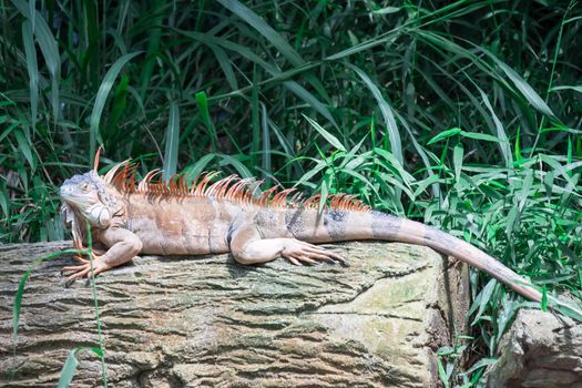 A Lizard Iguana, in a zoo where lizards live. Iguana is a genus of herbivorous lizards that are native to tropical areas of Mexico